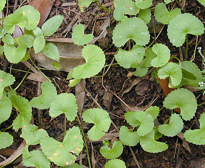 Центелла азиатская (Centella asiatica) - Готу Кола. Свойства, химический состав, противопоказания к применению