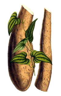 Диоскорея мохнатая (Dioscorea villosa)