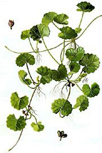 Центелла азиатская (Centella asiatica) - Готу Кола, иллюстрация