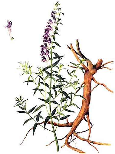 Шлемник байкальский (Scutellariae baicalensis Georgi). Рисунок